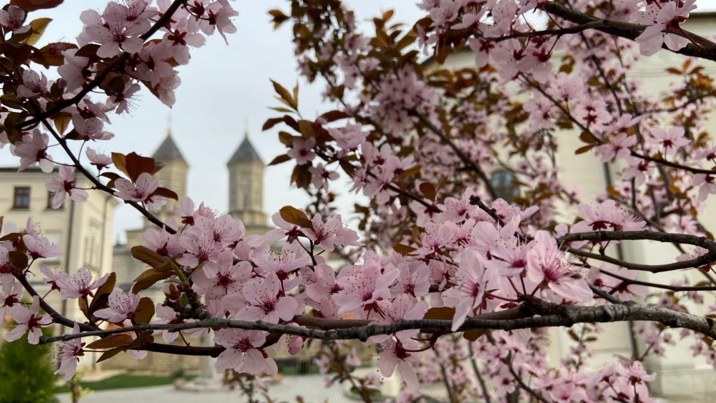 Imaginea actuală nu are un text alternativ. Numele fișierului este: img_1368-1.jpg