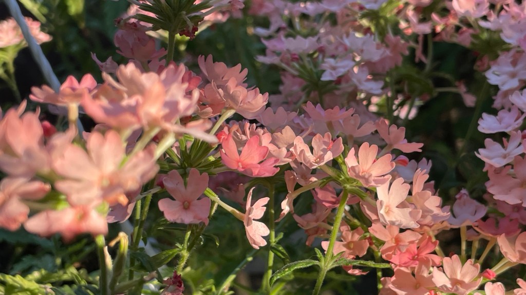 Imaginea actuală nu are un text alternativ. Numele fișierului este: img_5365-1.jpg